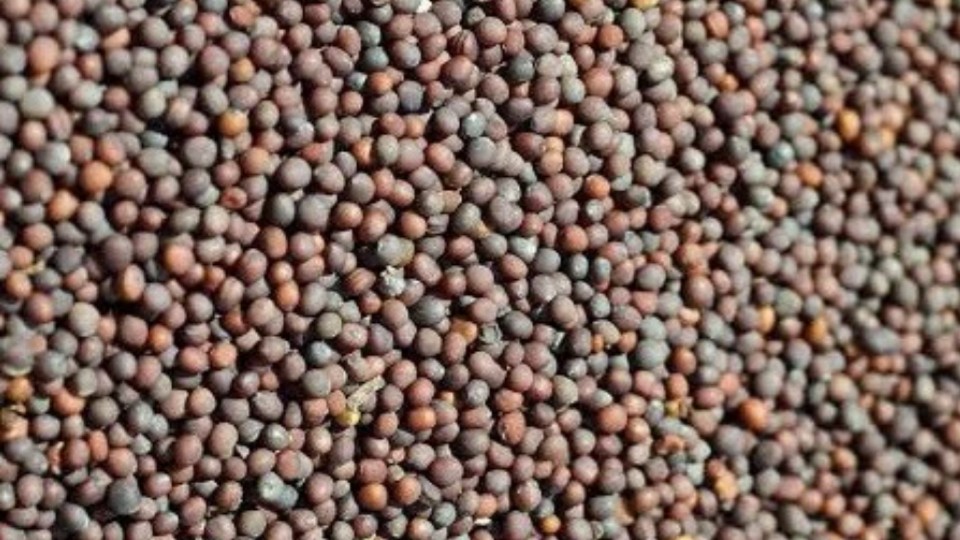 रायड़ा (सरसों) की जानकारी